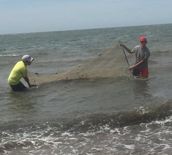 Seining in the water